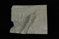 L型管狀獵食痕化石藏品圖，第1張